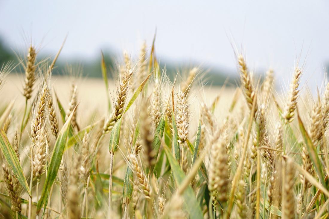 Wheat Allergy or Gluten Problem